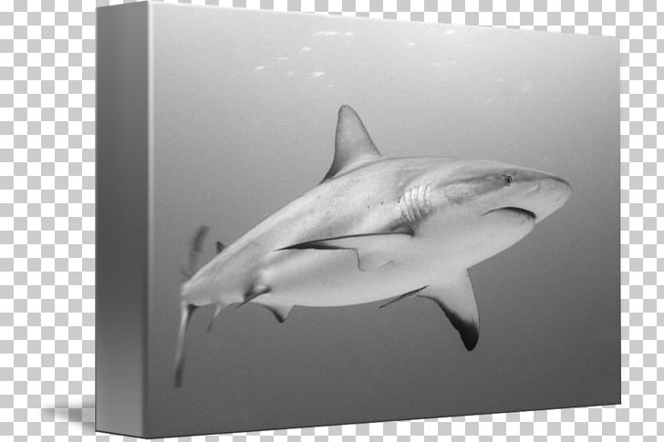 Tiger Shark Great White Shark Requiem Sharks PNG, Clipart, Biology, Black And White, Carcharhiniformes, Cartilaginous Fish, Fauna Free PNG Download