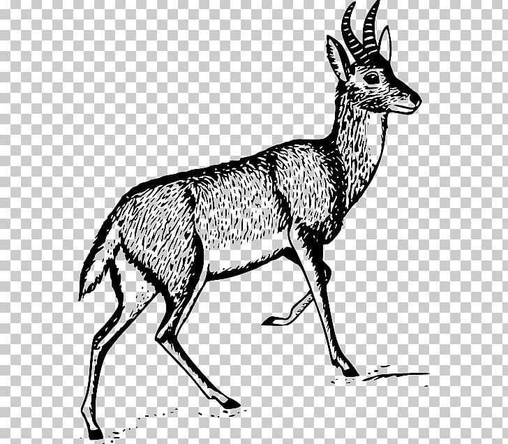 Antelope Deer Gazelle PNG, Clipart, Animal, Animals, Antelope, Antler, Black And White Free PNG Download