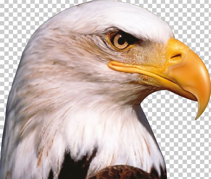 Bird Bald Eagle Animal Beak PNG, Clipart, Accipitriformes, Animal, Animals, Bald Eagle, Beak Free PNG Download