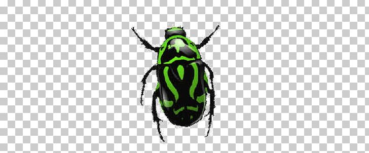 Bugs PNG, Clipart, Bugs Free PNG Download