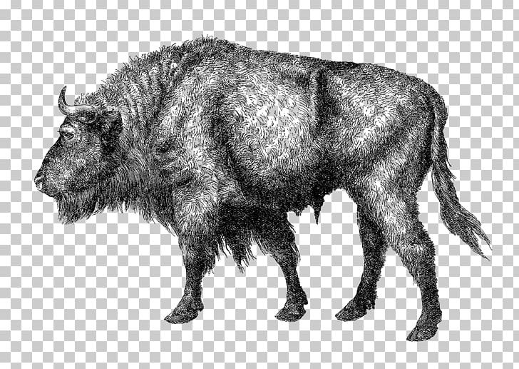 Elm Creek Wild Boar Cattle Bison Peccary PNG, Clipart, Animal, Animals, Bison, Black And White, Buffalo County Nebraska Free PNG Download