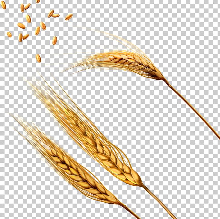 Wheat PNG, Clipart, Wheat Free PNG Download