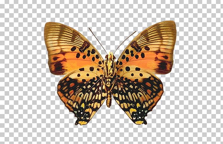Butterfly Insect Brush-footed Butterflies Glanville Fritillary Grasses PNG, Clipart, Arthropod, Brush Footed Butterfly, Butterflies And Moths, Butterfly, Cat Free PNG Download