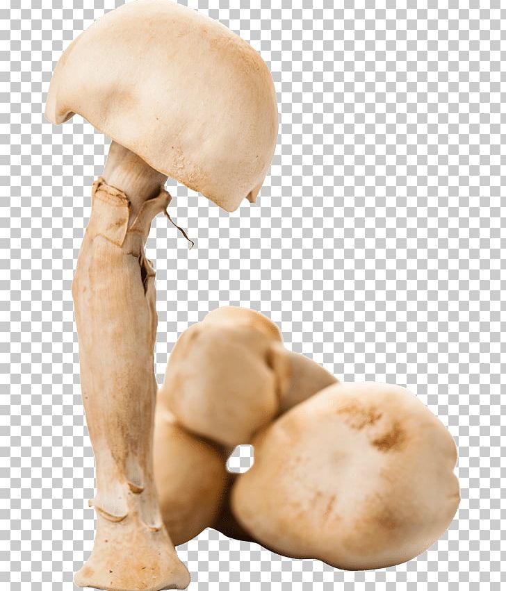 Common Mushroom Agaricus Subrufescens Dietary Supplement Glucan PNG, Clipart, Agaricaceae, Agaricus, Agaricus Campestris, Agaricus Subrufescens, Atlas Free PNG Download