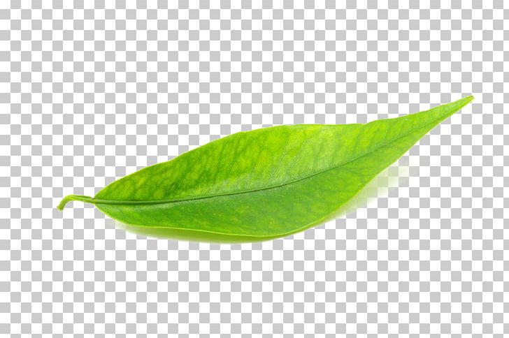 Leaf PNG, Clipart, Autumn Leaves, Banana Leaves, Fall Leaves, Green, Green Leaves Free PNG Download