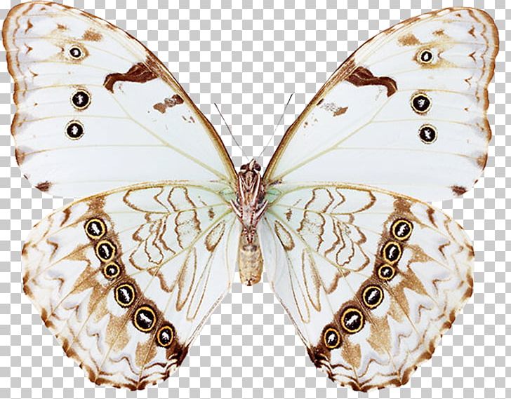 Brush-footed Butterflies Butterfly Insect Pieridae Blood-red Glider PNG, Clipart, Arthropod, Body Jewelry, Bombycidae, Brush Footed Butterfly, Butterflies And Moths Free PNG Download
