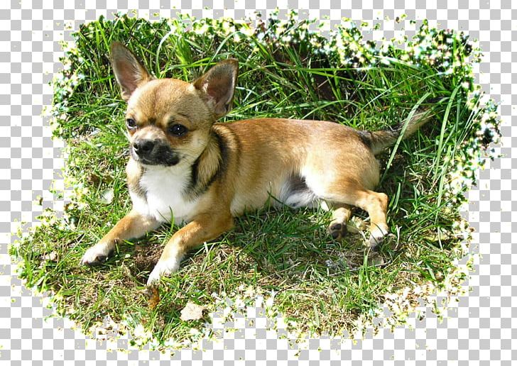 Corgi-Chihuahua Dog Breed Companion Dog Toy Dog PNG, Clipart, 2017, 2018, American Staffordshire Terrier, Animals, Breed Free PNG Download
