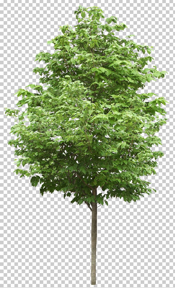 Portable Network Graphics Tree Birch PNG, Clipart, American Sycamore, Arborist, Birch, Branch, Computer Icons Free PNG Download
