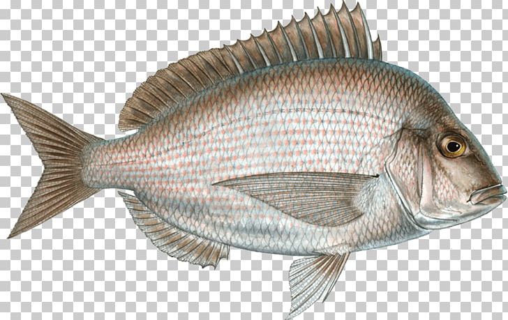 Scup Seafood Watch Porgy Fishing PNG, Clipart, Animals, Animal Source Foods, Bake Fish, Fauna, Fish Free PNG Download