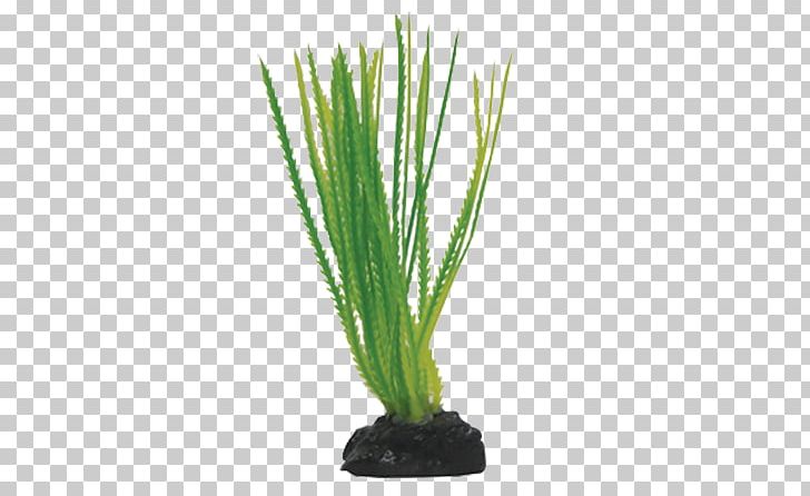 Terrestrial Plant Aquarium Plant Stem Ornamental Plant PNG, Clipart, Aloe, Aqua, Aquarium, Aquarium Decor, Artificial Flower Free PNG Download