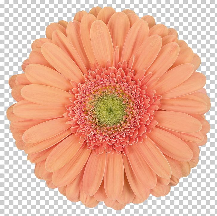 Transvaal Daisy Stock Photography Daisy Family PNG, Clipart, Chrysanths, Cut Flowers, Daisy Family, Flower, Flowering Plant Free PNG Download