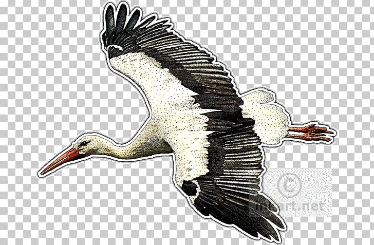 White Stork Vulture Bird Drawing PNG, Clipart, Accipitriformes, Animals, Art, Beak, Bird Free PNG Download