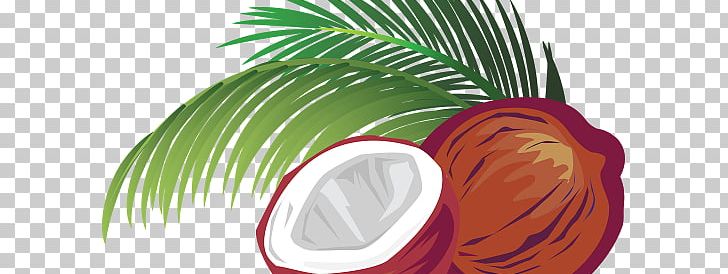 Coconut Milk Drawing PNG, Clipart, Arecales, Can Stock Photo, Circle, Coconut, Coconut Milk Free PNG Download