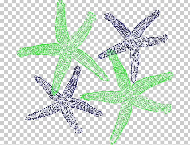 Computer Icons Starfish PNG, Clipart, Art, Beach, Computer Icons, Download, Echinoderm Free PNG Download