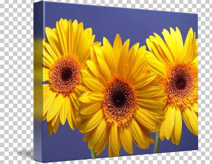 Daisy Family Transvaal Daisy Common Sunflower Yellow Annual Plant PNG, Clipart, Annual Plant, Common Daisy, Common Sunflower, Daisy Family, Flower Free PNG Download