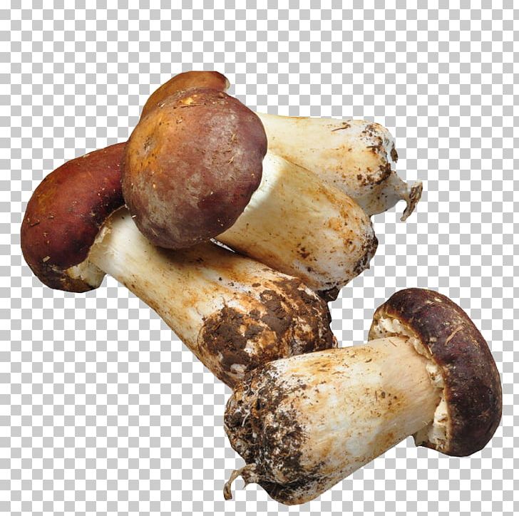 Agaricus Subrufescens Mushroom Matsutake Fungus PNG, Clipart, Agaricus, Animal Source Foods, Download, Edible Mushroom, Euclidean Vector Free PNG Download