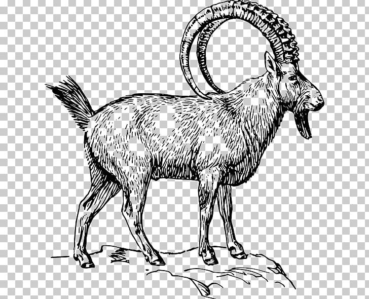 Alpine Ibex Goat Drawing Coloring Book PNG, Clipart, Animal Figure, Animals, Black And White, Cartton Raqm, Color Free PNG Download
