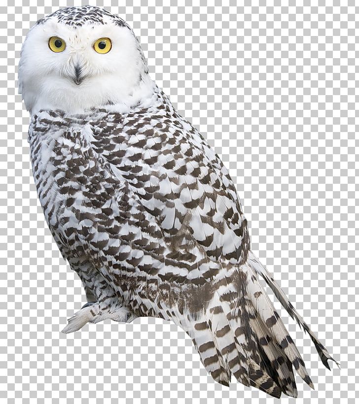 Bird Snowy Owl PNG, Clipart, Barn Owl, Barred Owl, Beak, Bird, Bird Of Prey Free PNG Download