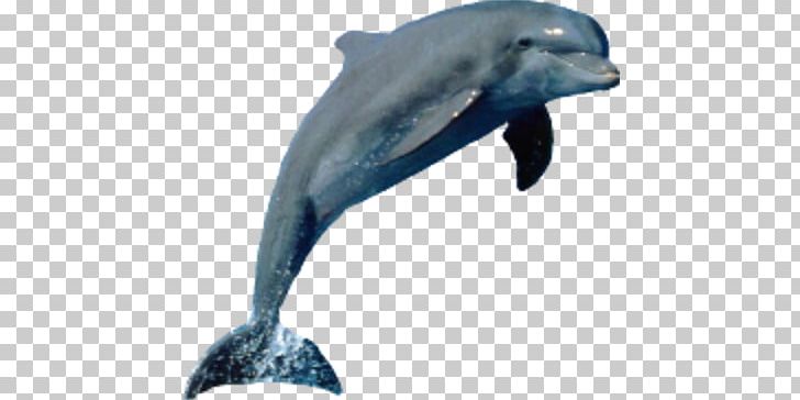 Dolphin Porpoise Tucuxi Cetacea PNG, Clipart, Animal, Animals, Beak, Bottlenose Dolphin, Cetacea Free PNG Download