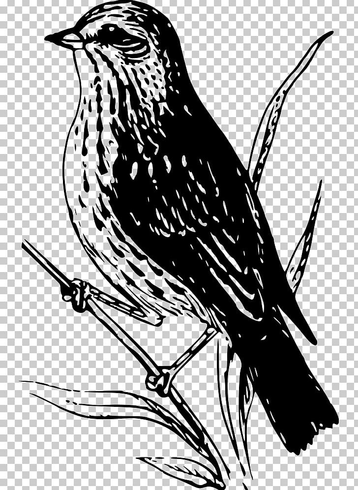 Finches Bird Sparrow Wren PNG, Clipart, America, Animals, Art, Beak, Bird Free PNG Download
