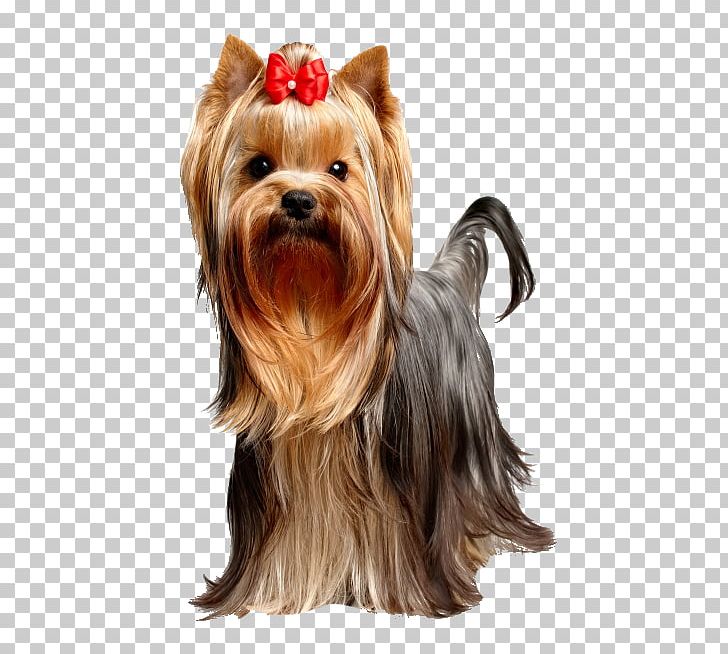 Yorkshire Terrier Puppy Dog Food Dog Breed PNG, Clipart, Animals, Australian Silky Terrier, Carnivoran, Companion Dog, Dog Breed Free PNG Download
