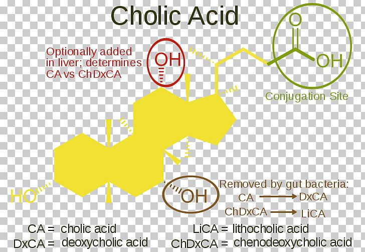 Dietary Supplement Bile Acid Cholic Acid PNG, Clipart, Acid, Angle, Area, Bile, Bile Acid Free PNG Download