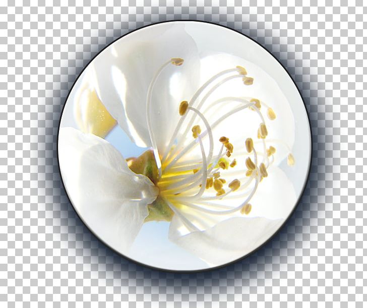 Plate Porcelain Flower PNG, Clipart, Arrakis, Cup, Dishware, Flower, Plate Free PNG Download
