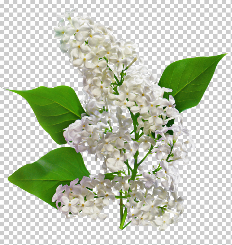 Flower Lilac Lilac Plant Lily Of The Valley PNG, Clipart, Branch, Cut Flowers, Flower, Lilac, Lily Of The Valley Free PNG Download