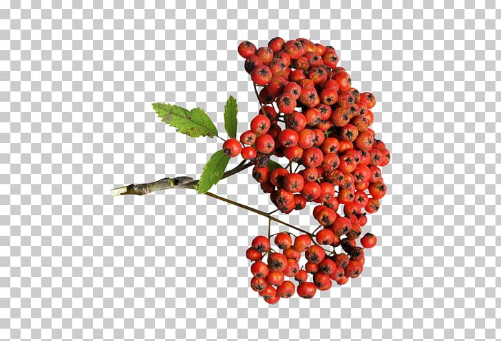 Lingonberry Auglis Zante Currant PNG, Clipart, Auglis, Berry, Country Style, Cranberry, Currant Free PNG Download