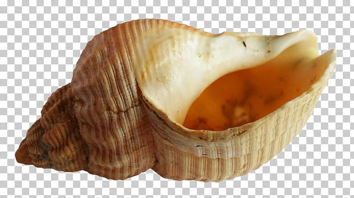 Seashell PNG, Clipart, Beach, Clam, Clams Oysters Mussels And Scallops, Conch, Coreldraw Free PNG Download