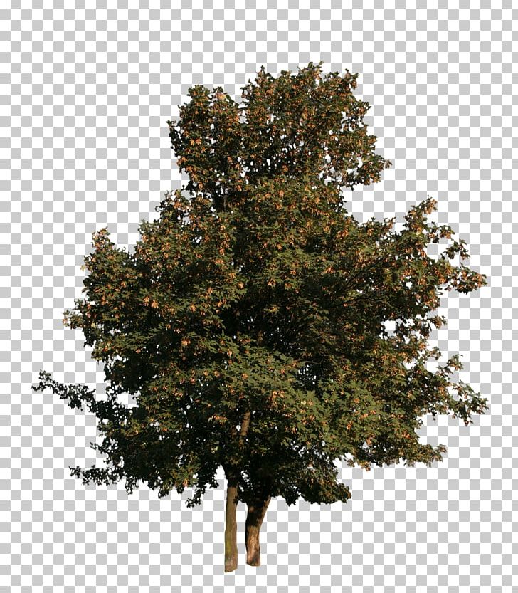 Tree Woody Plant Maple Spruce PNG, Clipart, Birch, Branch, Conifer, Conifers, Cut Out Free PNG Download