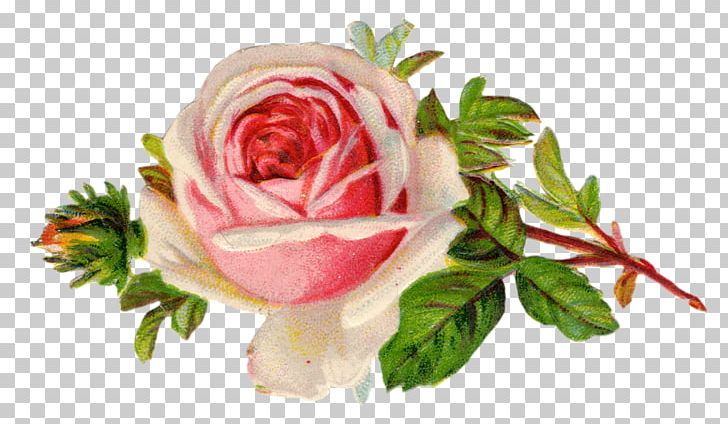 Vintage Roses: Beautiful Varieties For Home And Garden PNG, Clipart, Art, Clip, Cut Flowers, Desktop Wallpaper, Drawing Free PNG Download