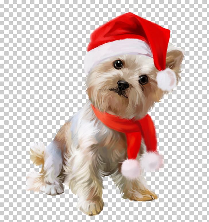 Yorkshire Terrier Puppy Maltese Dog Animation PNG, Clipart, Animals, Animation, Bichon, Breed, Carnivoran Free PNG Download