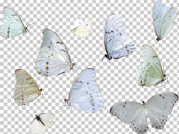 Butterfly Insect Moth Animal PNG, Clipart, Animal, Arthropod, Blue, Blue Butterfly, Butterflies And Moths Free PNG Download