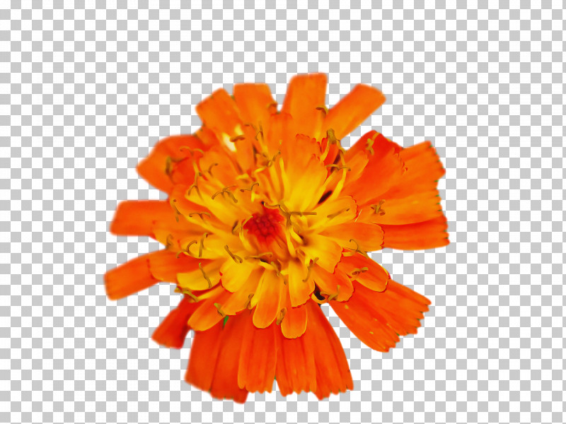 Floral Design PNG, Clipart, Cut Flowers, Floral Design, Floristry, Flower, Lily Free PNG Download