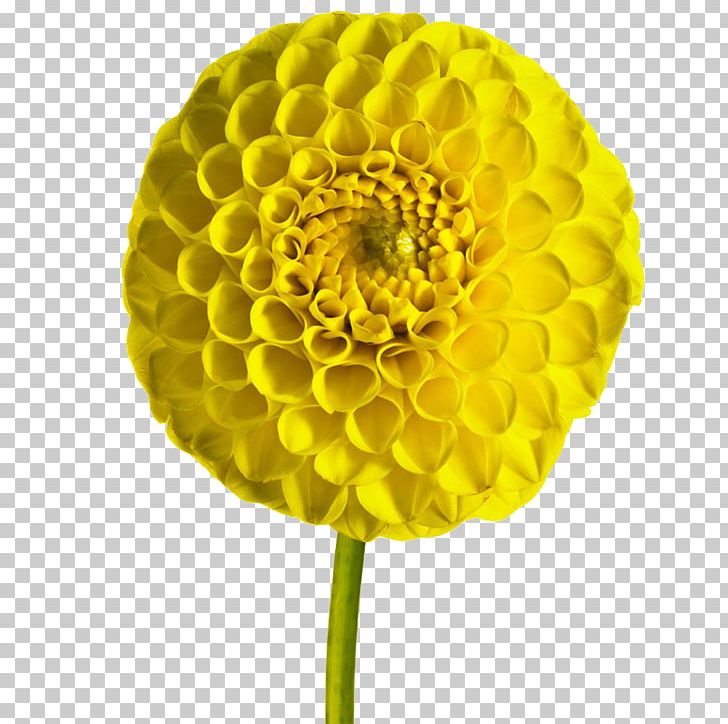 Dahlia Cut Flowers Petal PNG, Clipart, Cut Flowers, Dahlia, Daisy Family, Flower, Others Free PNG Download