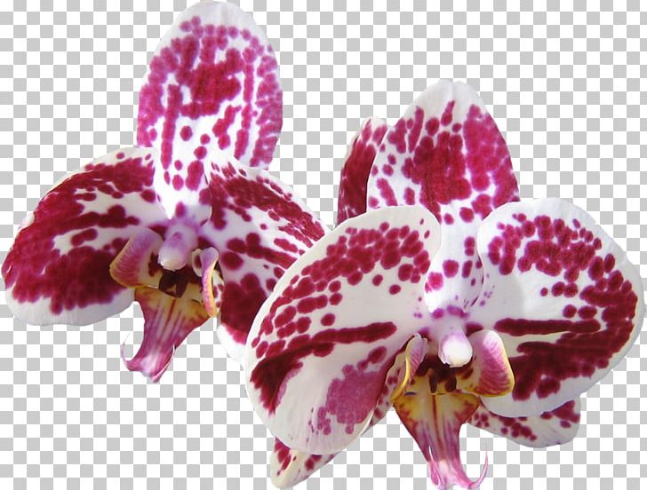 Desktop Orchids Computer Flower PNG, Clipart, Cattleya, Cattleya Orchids, Computer, Description, Desktop Wallpaper Free PNG Download
