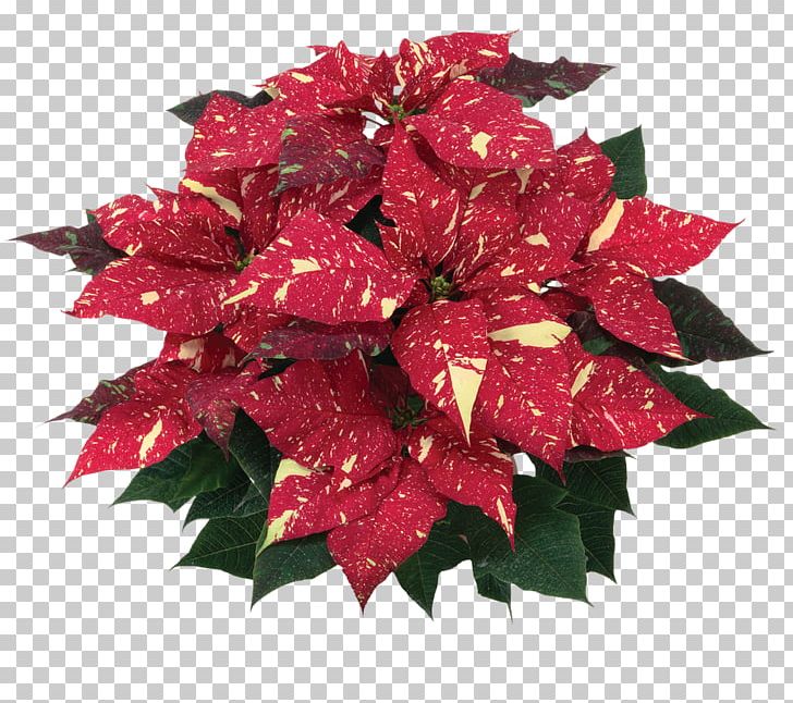 Flower Poinsettia Red Rose Spurges PNG, Clipart, Bract, Christmas Plants, Color, Flower, Flower Bouquet Free PNG Download