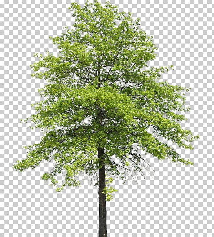 Tree Plant Shrub Nature Transpiration PNG, Clipart, Arboles, Bark, Branch, Deciduous, Flora Free PNG Download
