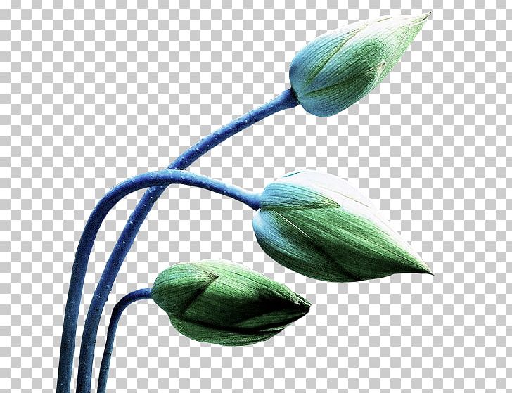 Tulip Flower Petal Green Bud PNG, Clipart, Animation, Aquatic Plants, Bud, Color, Flower Free PNG Download