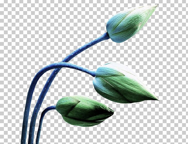 flower bud clipart