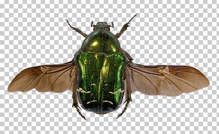 Beetle Flower Chafer Goliathus Cetonia Aurata Insect Wing PNG, Clipart, Animal, Animals, Arthropod, Beautiful Face Closeup, Close Free PNG Download