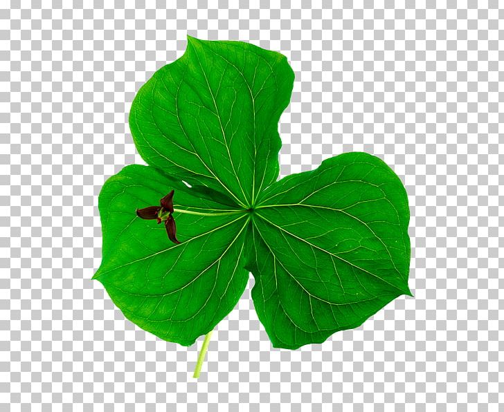Leaf Herb Clover Plant Pennyroyal PNG, Clipart, 3d Computer Graphics, Annual Plant, Bark, Clover, Common Sage Free PNG Download