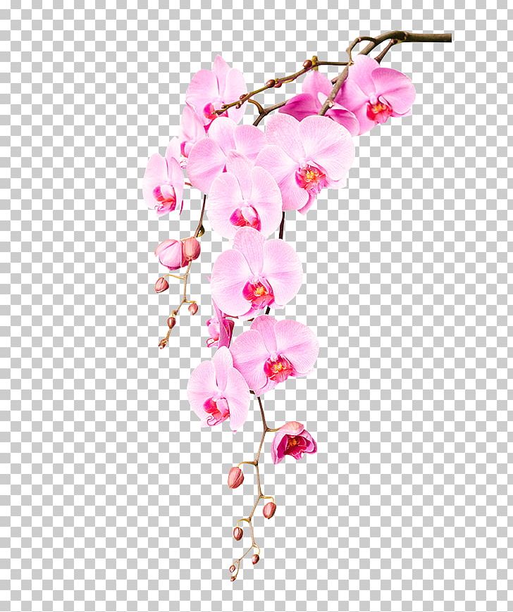 Stock Photography Orchids Garden Roses Flower PNG, Clipart, Blossom, Branch, Bud, Can Stock Photo, Cherry Blossom Free PNG Download