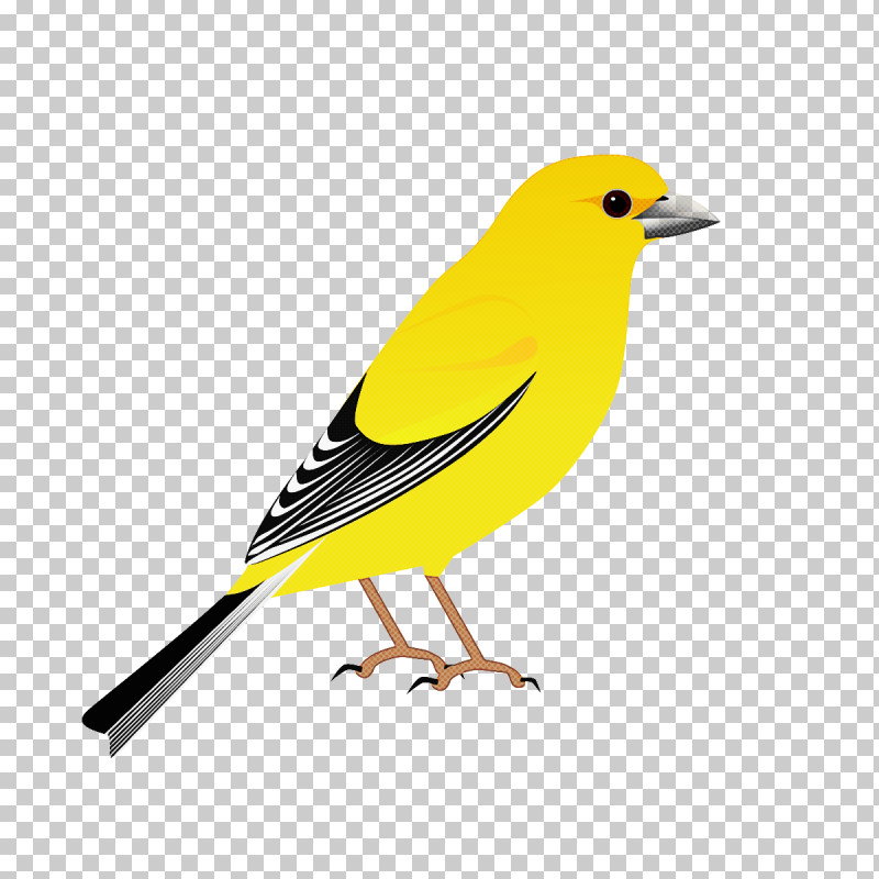 Feather PNG, Clipart, American Sparrows, Beak, Birds, Eurasia, Eurasian Golden Oriole Free PNG Download