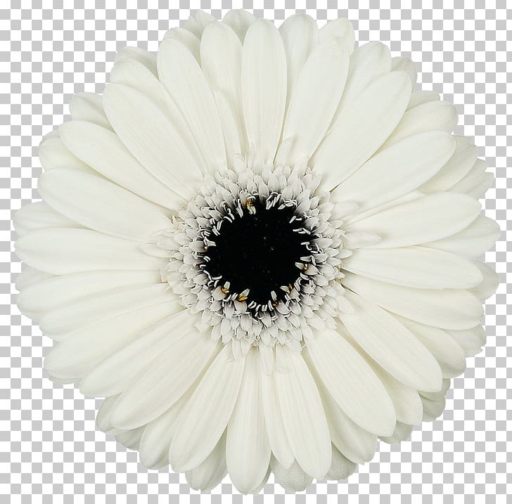 Mans Allure Gerbera Transvaal Daisy Cut Flowers Common Daisy PNG, Clipart, Assortment Strategies, Black And White, Color, Common Daisy, Cut Flowers Free PNG Download