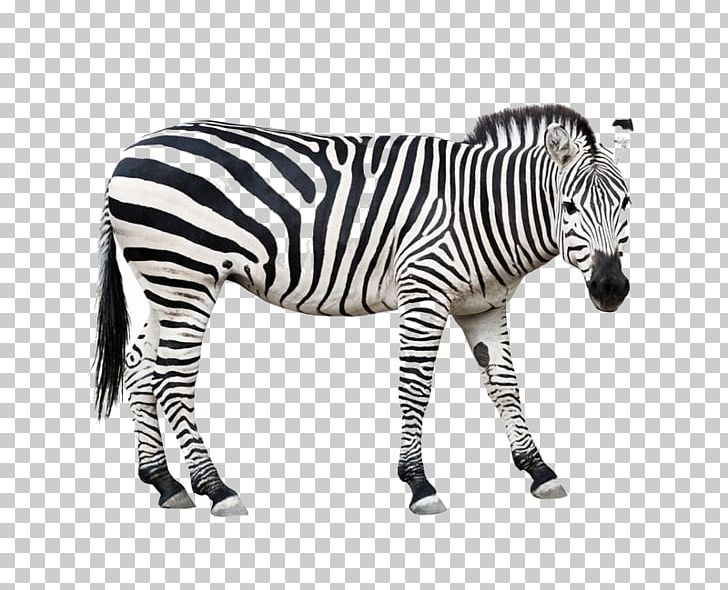 Burchell's Zebra Animal Horse Wildlife PNG, Clipart, Animals, Barcode, Black And White, Business, Cartoon Zebra Crossing Free PNG Download