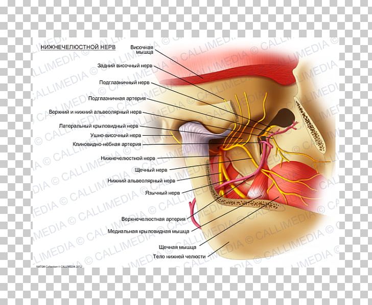 Mandibular Nerve Trigeminal Nerve Mandible Lateral Pterygoid Muscle PNG, Clipart, Alaleuanluu, Anatomy, Buccinator Muscle, Ear, Graphic Design Free PNG Download