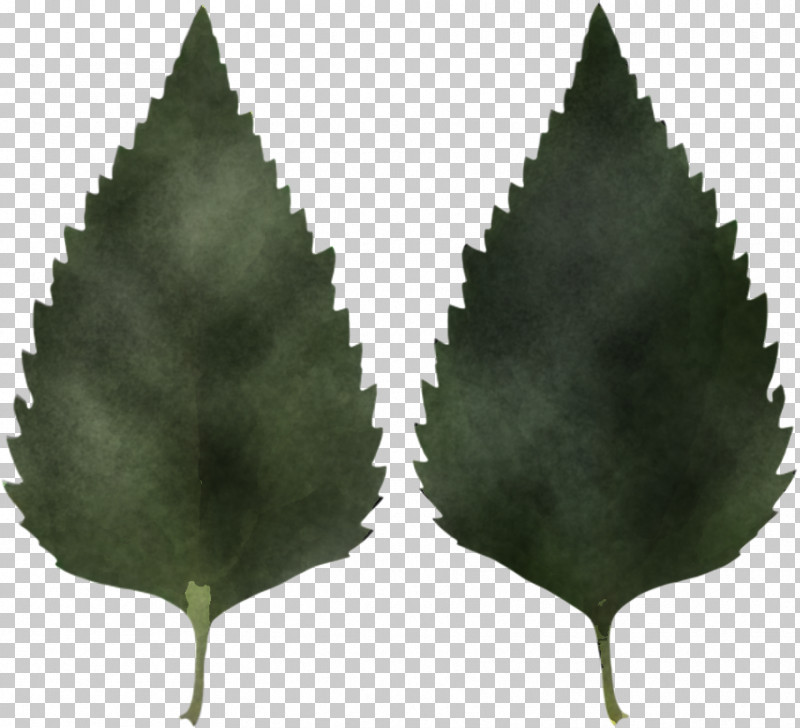 Banana Leaf PNG, Clipart, Banana Leaf, Birch, Branch, Catalpas, Leaf Free PNG Download