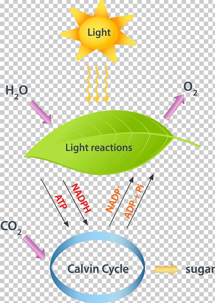 Light-dependent Reactions Light-independent Reactions Photosynthesis Calvin Cycle PNG, Clipart, Angle, Area, Biology, Brand, Calvin Cycle Free PNG Download
